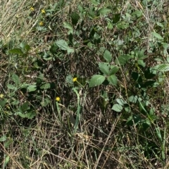 Rubus anglocandicans (Blackberry) at Hughes, ACT - 14 Mar 2022 by KL