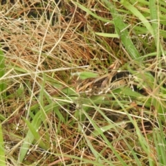 Gastrimargus musicus (Yellow-winged Locust or Grasshopper) at Carwoola, NSW - 5 Mar 2022 by Liam.m