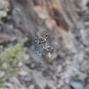 Backobourkia sp. (genus) at Carwoola, NSW - 27 Feb 2022