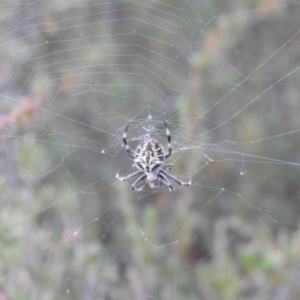Backobourkia (genus) at Carwoola, NSW - suppressed