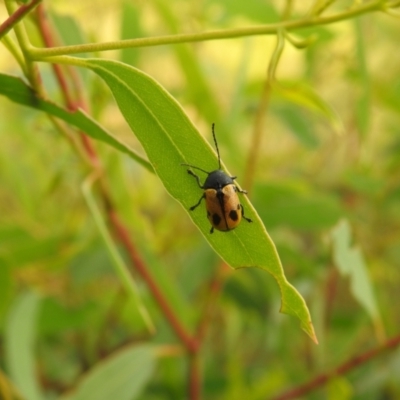 Cadmus (Cadmus) litigiosus (Leaf beetle) at Carwoola, NSW - 10 Mar 2022 by Liam.m