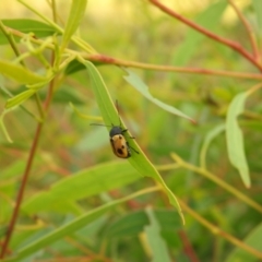 Cadmus (Cadmus) litigiosus at Carwoola, NSW - 10 Mar 2022