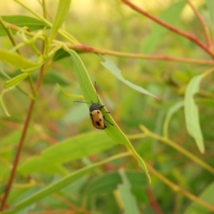 Cadmus (Cadmus) litigiosus at Carwoola, NSW - 10 Mar 2022