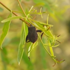 Amorbus (genus) (Eucalyptus Tip bug) at Carwoola, NSW - 10 Mar 2022 by Liam.m