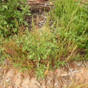 Solanum nigrum at Carwoola, NSW - 12 Mar 2022