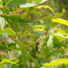 Leptotarsus (Leptotarsus) clavatus (A crane fly) at Carwoola, NSW - 12 Mar 2022 by Liam.m