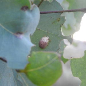 Paropsis atomaria at Carwoola, NSW - 13 Mar 2022