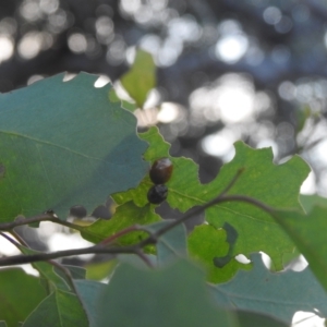 Chrysomelidae sp. (family) at Carwoola, NSW - suppressed