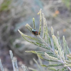 Aporocera (Aporocera) consors at Carwoola, NSW - suppressed