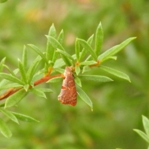 Glyphidoptera insignana at suppressed - 26 Feb 2022