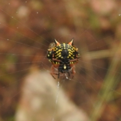 Austracantha minax (Christmas Spider, Jewel Spider) at Carwoola, NSW - 26 Feb 2022 by Liam.m