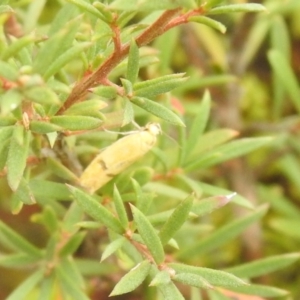 Endeolena aurinatella at Carwoola, NSW - 26 Feb 2022