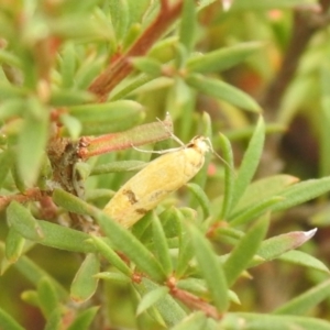 Endeolena aurinatella at Carwoola, NSW - 26 Feb 2022