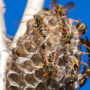 Polistes (Polistes) chinensis at Macgregor, ACT - suppressed
