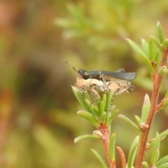 Perbellia picta (White-tipped Perbellia) at suppressed - 26 Feb 2022 by Liam.m