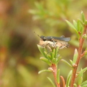 Perbellia picta at Carwoola, NSW - suppressed