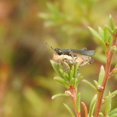 Perbellia picta (White-tipped Perbellia) at suppressed - 26 Feb 2022 by Liam.m