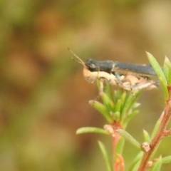 Perbellia picta at Carwoola, NSW - suppressed