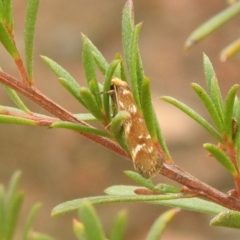 Palimmeces (genus) at suppressed - 26 Feb 2022