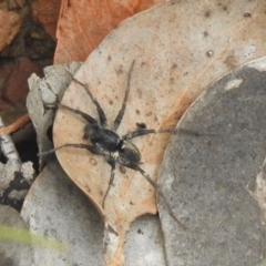 Unidentified Spider (Araneae) at Carwoola, NSW - 5 Mar 2022 by Liam.m