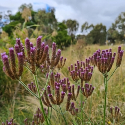 Verbena incompta (Purpletop) at Mount Mugga Mugga - 19 Mar 2022 by Mike