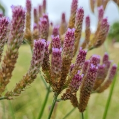 Verbena incompta at O'Malley, ACT - 19 Mar 2022