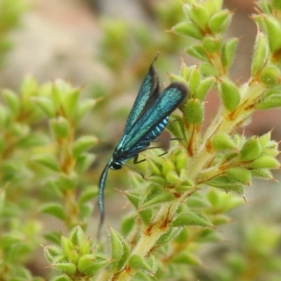 Pollanisus viridipulverulenta (Satin-green Forester) at Carwoola, NSW - 11 Mar 2022 by Liam.m