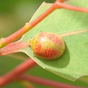 Paropsisterna fastidiosa at Carwoola, NSW - 12 Mar 2022