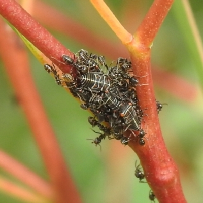 Anonychomyrma sp. (genus) (Black Cocktail Ant) at Carwoola, NSW - 12 Mar 2022 by Liam.m