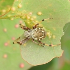 Araneinae (subfamily) (Orb weaver) at Carwoola, NSW - 11 Mar 2022 by Liam.m