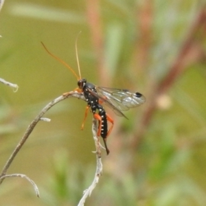 Echthromorpha intricatoria at Carwoola, NSW - 12 Mar 2022