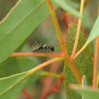 Camponotus aeneopilosus (A Golden-tailed sugar ant) at Carwoola, NSW - 11 Mar 2022 by Liam.m