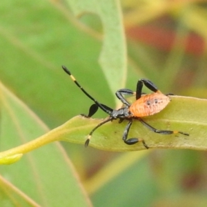 Coreidae (family) at Carwoola, NSW - 12 Mar 2022