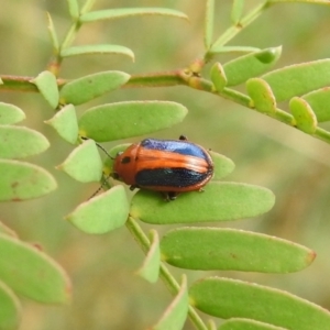 Calomela curtisi at Carwoola, NSW - 12 Mar 2022