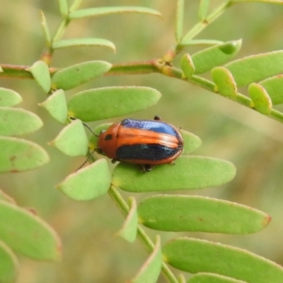 Calomela curtisi (Acacia leaf beetle) at Carwoola, NSW - 11 Mar 2022 by Liam.m