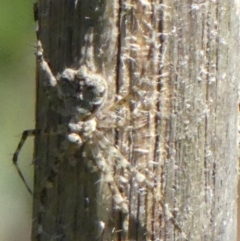 Tamopsis sp. (genus) (Two-tailed spider) at Braemar, NSW - 7 Oct 2021 by Curiosity