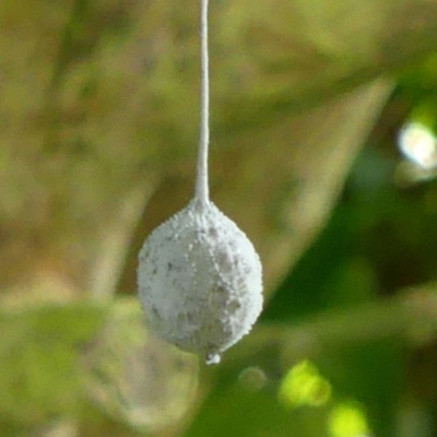 Unidentified Spider (Araneae) at Braemar, NSW - 15 Feb 2022 by Curiosity