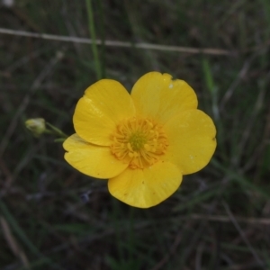 Ranunculus lappaceus at Paddys River, ACT - 30 Nov 2021 04:06 PM