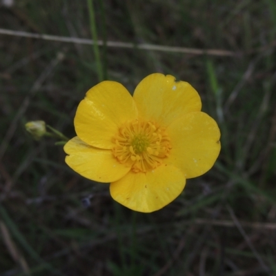 Ranunculus lappaceus (Australian Buttercup) at Paddys River, ACT - 30 Nov 2021 by michaelb