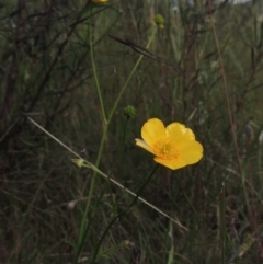 Ranunculus lappaceus at Paddys River, ACT - 30 Nov 2021 04:06 PM