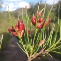 Torymid wasp gall on Hakea microcarpa (Torymid wasp gall) at Paddys River, ACT - 30 Nov 2021 by MichaelBedingfield