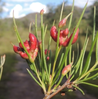 Torymid wasp gall on Hakea microcarpa (Torymid wasp gall) at Paddys River, ACT - 30 Nov 2021 by michaelb