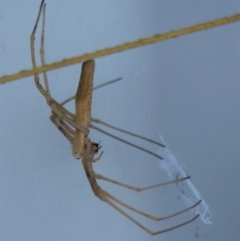 Asianopis subrufa (Rufous net-casting spider) at Braemar, NSW - 19 Mar 2022 by Curiosity