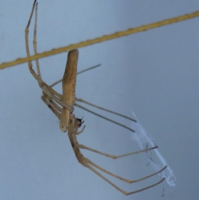 Asianopis subrufa (Rufous net-casting spider) at Braemar, NSW - 19 Mar 2022 by Curiosity