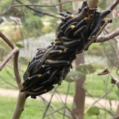 Perginae sp. (subfamily) (Unidentified pergine sawfly) at Paddys River, ACT - 15 Mar 2022 by nath_kay