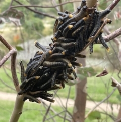 Perginae sp. (subfamily) at Paddys River, ACT - 15 Mar 2022