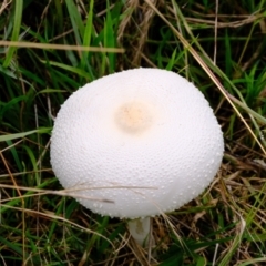 Macrolepiota dolichaula (Macrolepiota dolichaula) at Coree, ACT - 19 Mar 2022 by Kurt