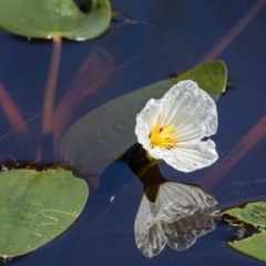 Ottelia ovalifolia subsp. ovalifolia (Swamp Lily) at Googong, NSW - 17 Feb 2022 by WHall