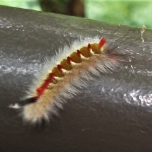 Trichiocercus sparshalli at Acton, ACT - 1 Mar 2022 11:31 AM