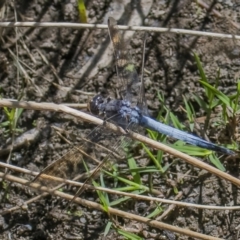Orthetrum caledonicum (Blue Skimmer) at Googong, NSW - 17 Feb 2022 by WHall
